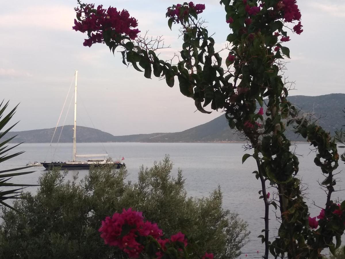 Odyssia Near The Seaside