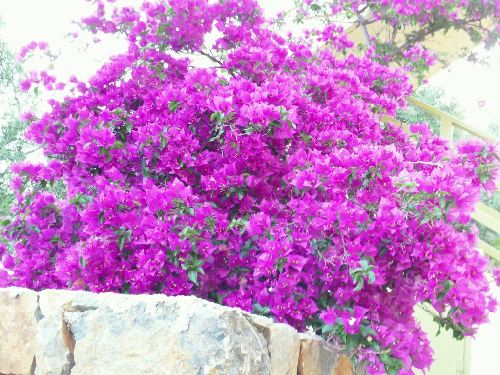 Odyssia Near The Seaside